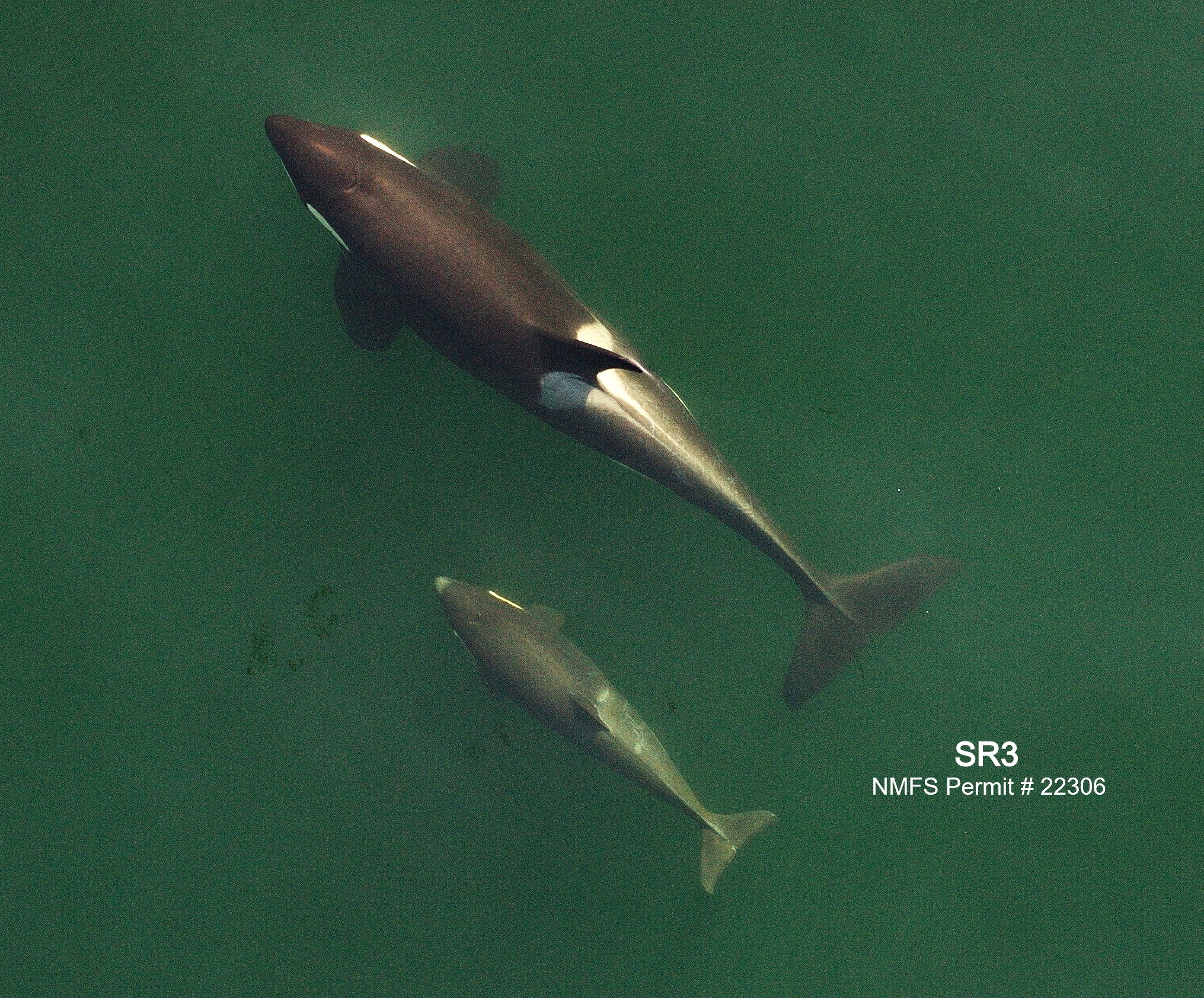 国内発送■grounds■ORCA SOLAR MASS Spring Update: Seasonal Health Monitoring of Southern